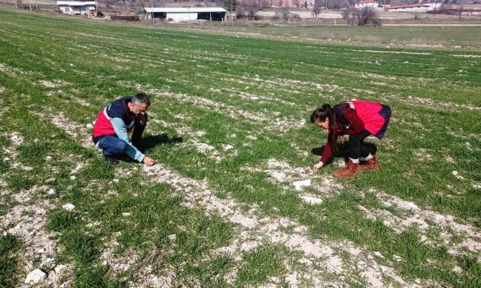 Domaniç’te hububat ekili tarlalarda fenolojik gözlem, hastalık ve zararlı kontrolü
