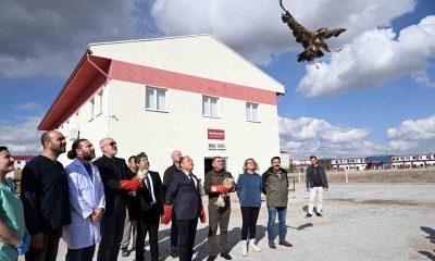 Tedavisi tamamlanan yırtıcı kuşlar doğaya salındı