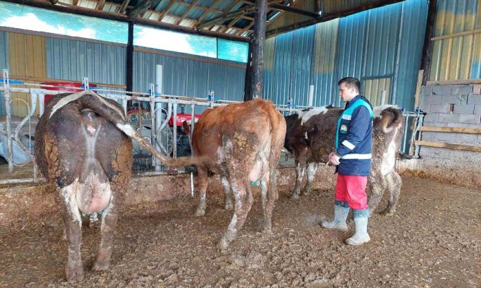 Hisarcık’ta 5 bin 500 büyükbaş hayvana şap aşısı yapılacak