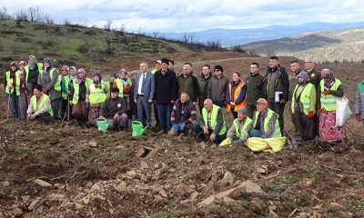 Tavşanlı’da yanan ormanlık alanlar tekrar ağaçlandırılıyor