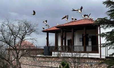 Baharın gelişiyle göç eden leylekler Şeyh Edebali Türbesi’nde de mola verdi