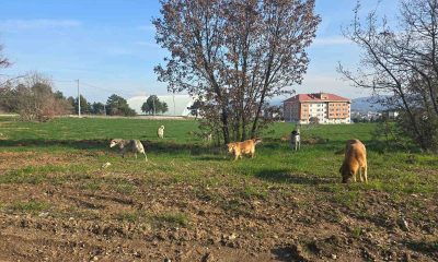 Bilecik’te vatandaşlar sürü halindeki köpeklerden tedirgin