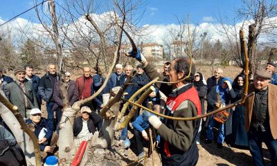 Eskişehir çiftçisine meyve ağaçlarında budama ve aşılama eğitimi verildi