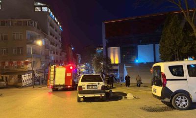 Bilecik’te çocuklar palmiye ağacını yaktı