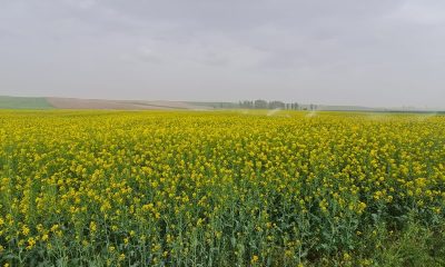 Çifteler, Günyüzü ve Sivrihisar ilçeleri kanola çiçekleriyle sarıya boyandı