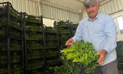Enflasyonda düşüşe ‘yeşillik’ desteği
