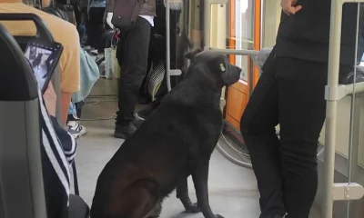 Köpeğin tramvayla seyahati ilgi çekti
