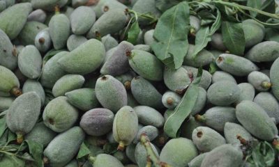 Badem kilosu 200 liradan tezgahlarda