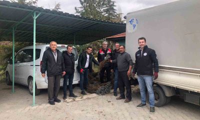 Günyüzü’nde üzüm projesi hayata geçti