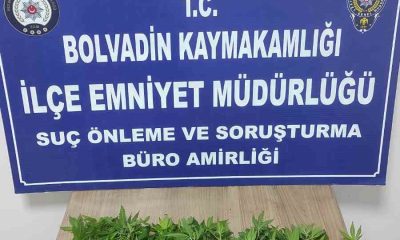 Kova içerisine ekili vaziyette 119 kök Hint keneviri ele geçirildi