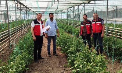 Simav’da yeni seraların tespitleri ve ürün kontrolleri