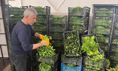 Enflasyonda düşüşe ’yeşillik’ desteği