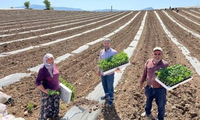 Karpuz fideleri toprakla buluştu