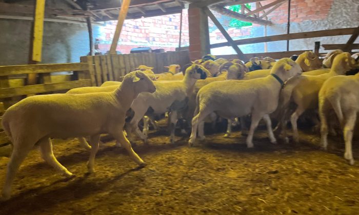 Eskişehir’de kurbanlık küçükbaş fiyatı 10 bin ile 25 bin lira arasında değişiyor