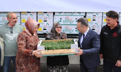 Vali Hüseyin Aksoy çiftçilere domates fidesi dağıttı