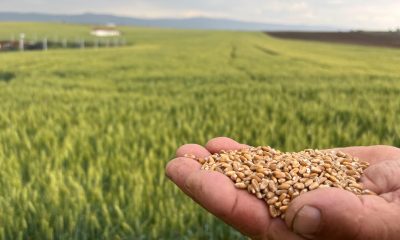 Çiftçinin 1 kilogram buğdayı 1 ekmek etmiyor