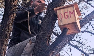 Kütahya’da ormanlara asılan yeni kuş yuvalarında ilk yavrular dünyaya geldi