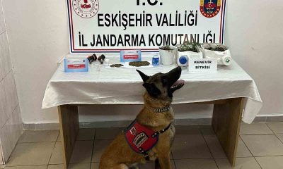 Kenevir yetiştirip uyuşturucu satan şahıslar jandarma tarafından yakalandı