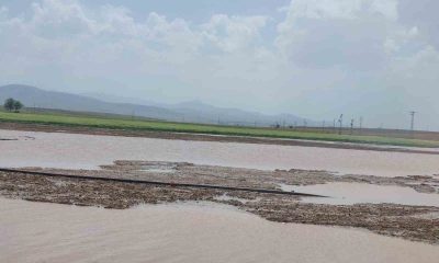 Doludan zarar gören ekili alanların tespiti yapıldı