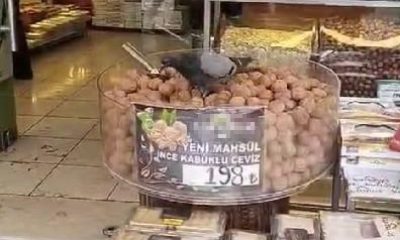 İşini bilen güvercinler kuruyemişçiyi mesken tuttu