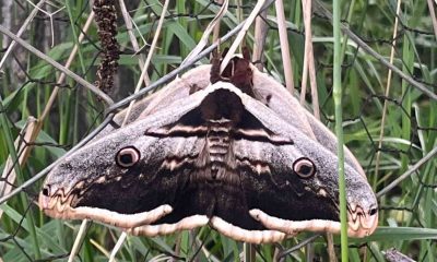 Dev kelebekler endişe oluşturdu !