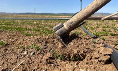 Çiftçiler tarım işçisi bulamamaktan muzdarip