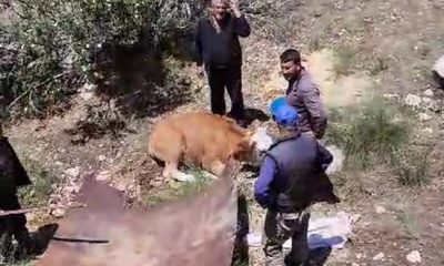 Köylülerden inek kurtarma operasyonu