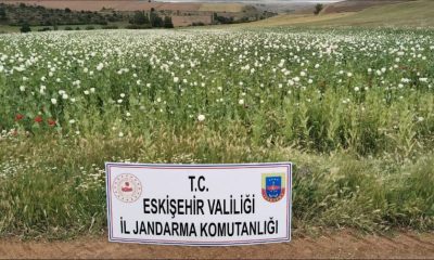 23 bin metrekare alana ekilen 22 bin 580 kök haşhaş bitkisi imha edildi