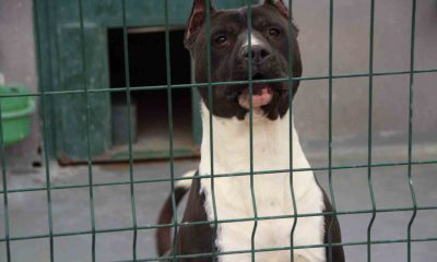 Bilecik’te köpek sürüsünden kaçan yaşlı kadın düşerek hastanelik oldu