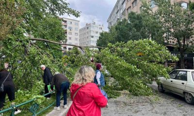 Devrilen ağaç yolu kapattı
