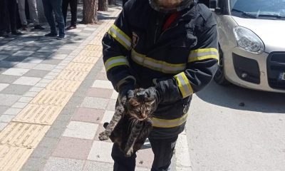 Tırmandığı ağaçta mahsur kalan kediyi itfaiye kurtardı