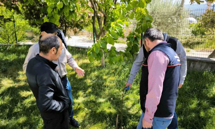 Emet’te çiftçilere uygulamalı budama ve aşılama eğitimi