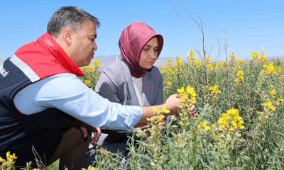 Eber Sarısı’nın korunması için başlatılan çalışmalar sürüyor