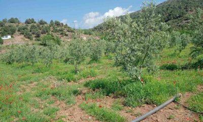 Eskişehir’de zeytin ağaçları çiçek açtı