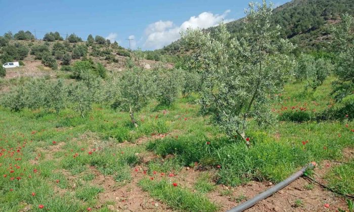 Eskişehir’de zeytin ağaçları çiçek açtı