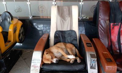Eskişehir Şehirlerarası Otobüs Terminali’ndeki sevimli köpek vatandaşların ilgi odağı oldu