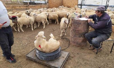 Halk elinde ıslah 18. yılında