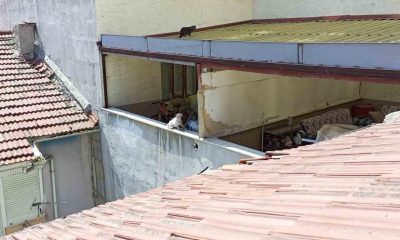 Bir haftadır çatıda olan kedi kurtarılmayı bekliyor