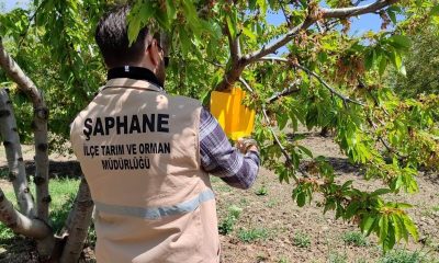 Şaphane’de Kiraz Sineği zararlısına karşı feromon tuzakları