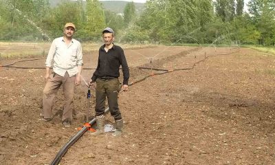 Hisarcık’ta kuraklık pancar üreticisini vurdu