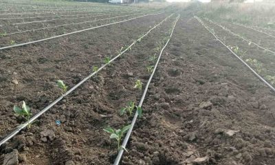 Eskişehir’de geçtiğimiz günlerde yaşanan zirai don ve kırağı sonrası fideler zarar gördü