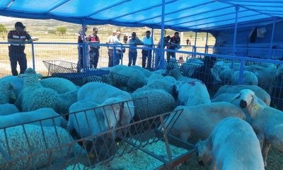 Kurban Satış Pazarında denetim ve kontroller