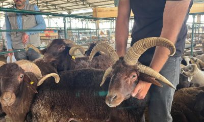 Bu koçları gören fotoğraf çekmeden gitmiyor (Video Haber)