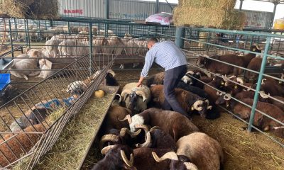 Kurbanlıklarını 13 saatlik yolculukla bin 138 kilometre uzaktan getirdi (Video Haber)