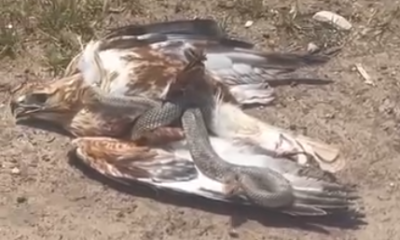 Talihsiz kartal, yılanın avı oldu (Video Haber)