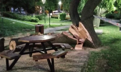 Yenikent’te Söğüt ağacının boş alana devrilmesi faciayı önledi