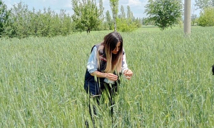 Ekili tarım alanlarında kontroller sürüyor