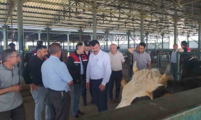 Kurban Satış Pazarında denetim ve kontroller
