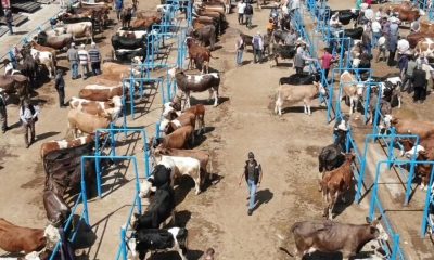 Afyonkarahisar’da ki hayvan pazarlarında kurbanlık denetimleri sürüyor