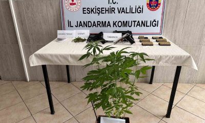 Evinde kenevir yetiştiren şahsa jandarma operasyonu (Video Haber)